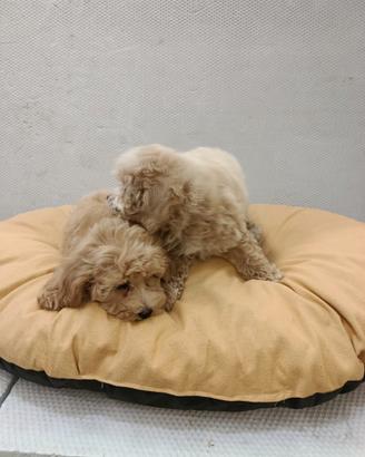 Cucciolo di maltipoo Toy