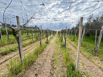 TER. AGRICOLO A FRASCATI