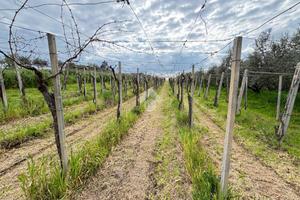 TER. AGRICOLO A FRASCATI