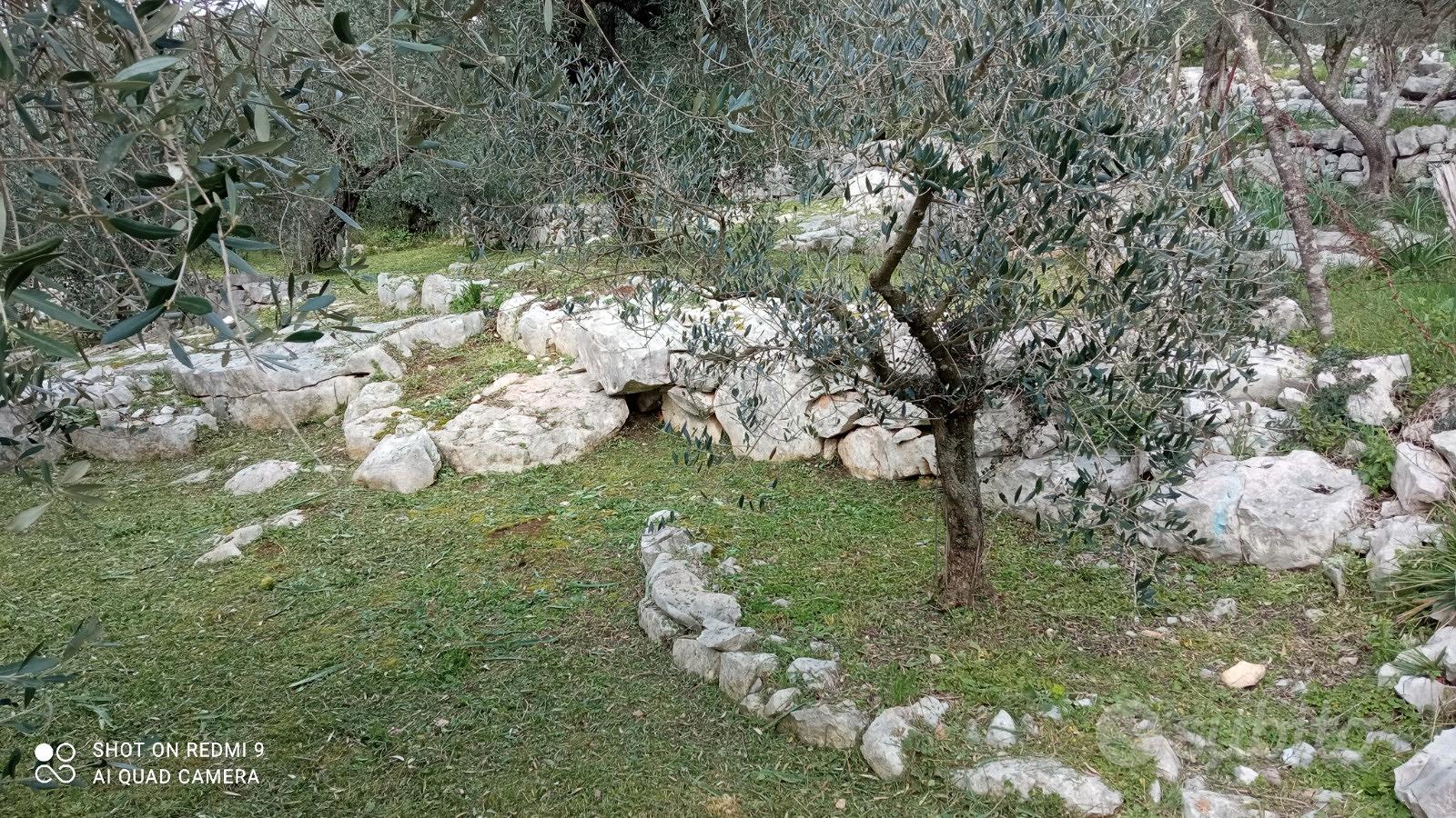 Terreno con uliveto - Vista 4