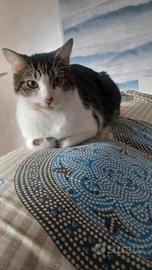 Gatto di tre anni europeo tigrato