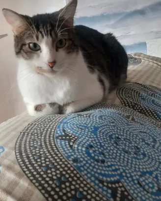 Gatto di tre anni europeo tigrato