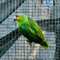 Pappagallo amazzone fronte rossa 2025