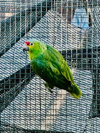 Pappagallo amazzone fronte rossa 2025