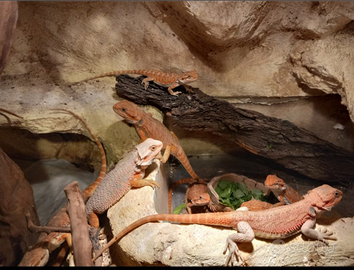 Bartagame Drago Barbuto