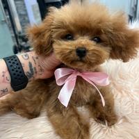 Barboncino mini toy Red