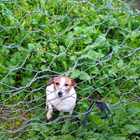 Fattrice jack Russell