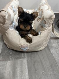 Yorkshire terrier femmina