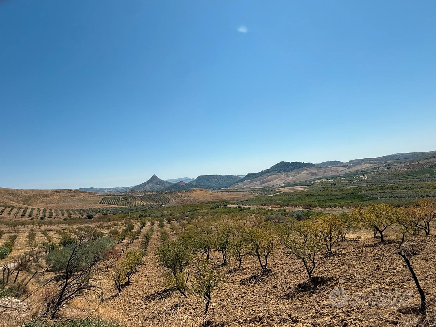 8 tumoli piantato con mandorle e olive - Vista 3