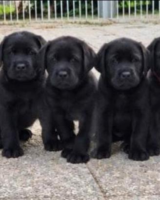 Labrador retriever