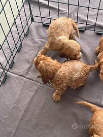 Cuccioli Cocker Spaniel