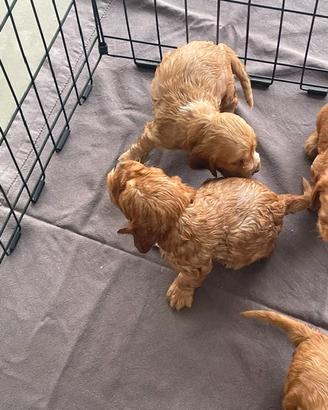 Cuccioli Cocker Spaniel