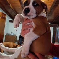Cuccioli pitbull