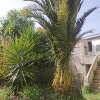 Pianta da Giardino