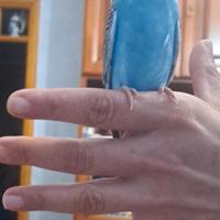 2 cocorite allevate a mano