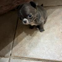 Cucciolo chihuahua pelo lungo