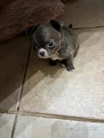 Cucciolo chihuahua pelo lungo