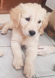 Golden Retriever Inglese