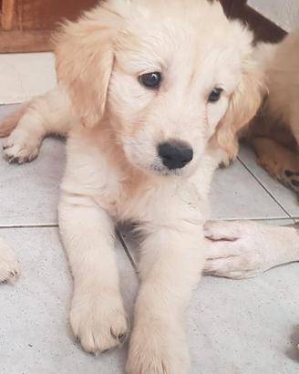 Golden Retriever Inglese