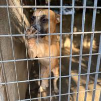 Sempre chiuso in un box da quando era piccolo