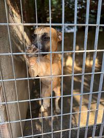 Sempre chiuso in un box da quando era piccolo