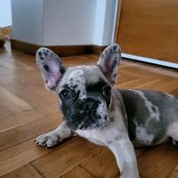 Bulldog francese