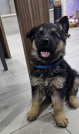 Cucciolo pastore tedesco