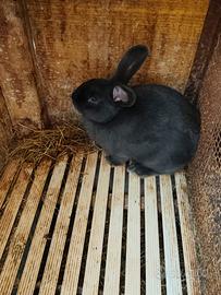 Conigli maschi blu di vienna