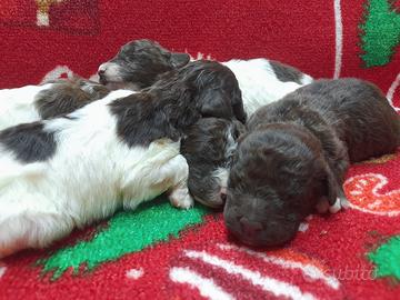 Cuccioli Lagotto Romagnolo pedigree Roy