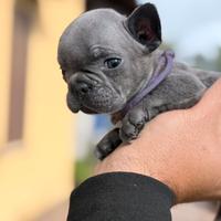Femmina blu bulldog francese