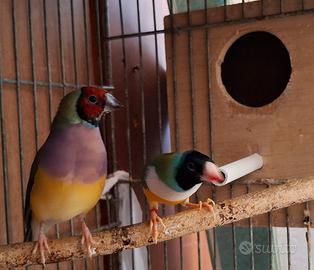Tolgo diamanti del gould e diamanti mandarini
