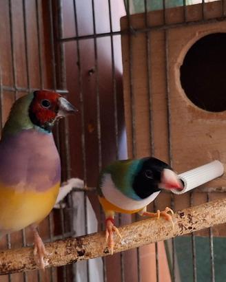 Tolgo diamanti del gould e diamanti mandarini