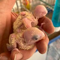 Inseparabili pappagalli pulli