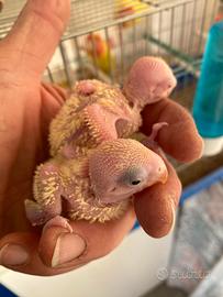 Inseparabili pappagalli pulli