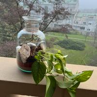 Terrario piante pothoa