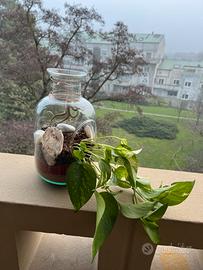 Terrario piante pothoa