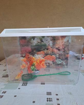 Acquario 