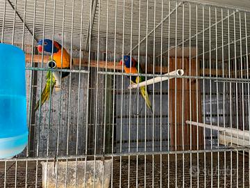 Lory ribritorquis