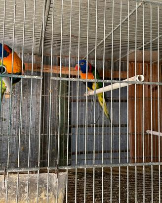 Lory ribritorquis