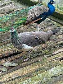 Coppia pavoni adulti