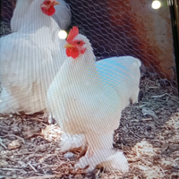Galline cocciccine + galline Nagasaki