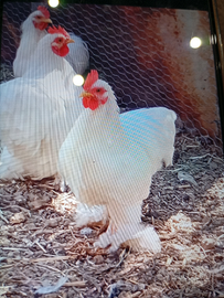 Galline cocciccine + galline Nagasaki