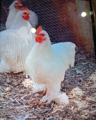 Galline cocciccine + galline Nagasaki