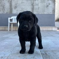 Labrador retriever nero