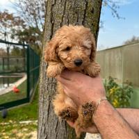 Cuccioli di barboncino