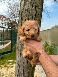 Cuccioli di barboncino