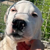 Zac adozione del cuore per cucciolo fifone