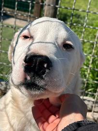 Zac adozione del cuore per cucciolo fifone