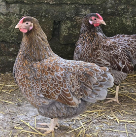 Gruppo riproduttore wyandotte nana