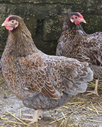 Gruppo riproduttore wyandotte nana